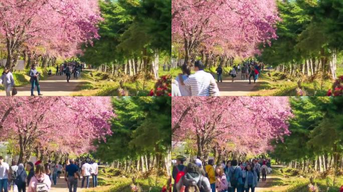 日本樱花的时间流逝很多人，多莉从右向左射击