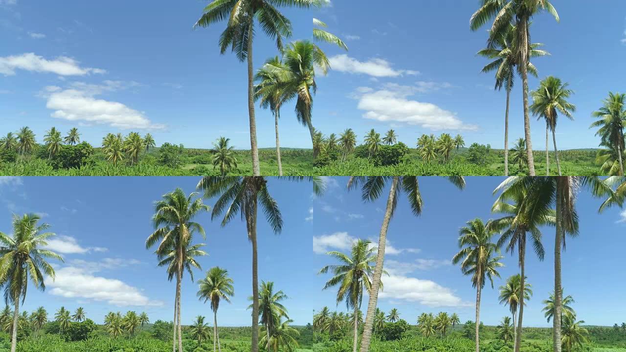 空中: 在太平洋岛屿完美的夏日，在平静的棕榈树之间飞行