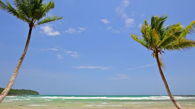 海滩上的情侣棕榈树