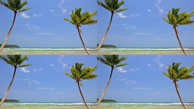 海滩上的情侣棕榈树