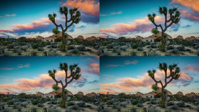 时间流逝: 日出时约书亚树的沙漠景观-4k自然/野生动物/天气