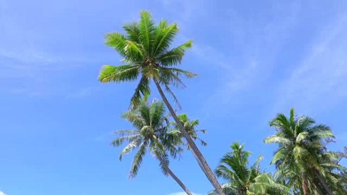 慢镜头特写:热带岛屿上高大的棕榈树在风中摇摆