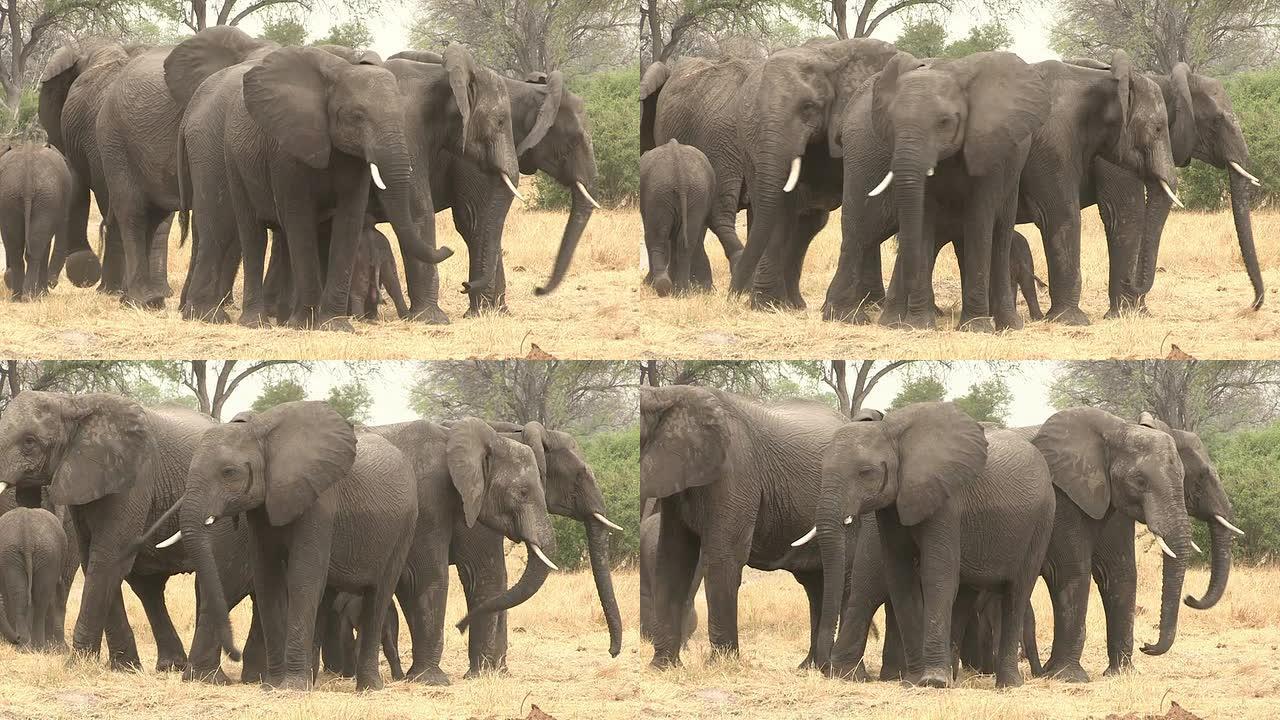 在博茨瓦纳新生婴儿周围形成保护盾的大象群