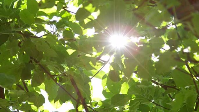 慢动作使阳光在树冠上郁郁葱葱的绿叶中达到顶峰