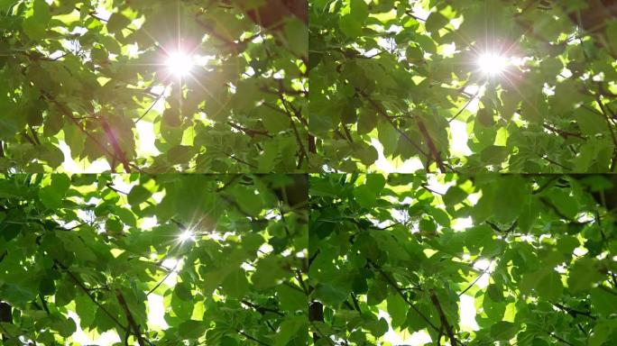 慢动作使阳光在树冠上郁郁葱葱的绿叶中达到顶峰