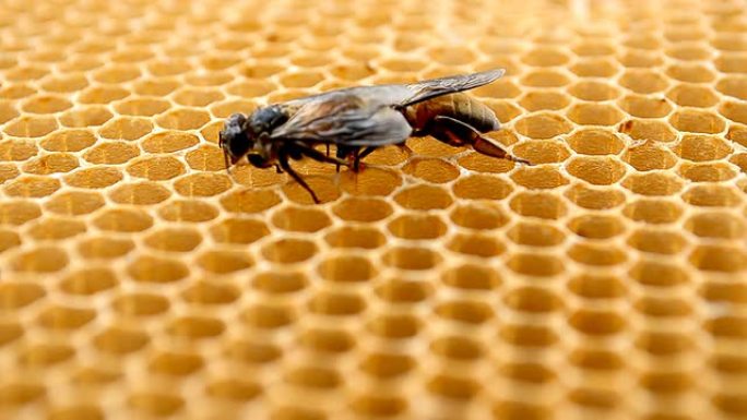 蜂蜜细胞上的蜜蜂蜂蜜细胞上的蜜蜂蜂巢