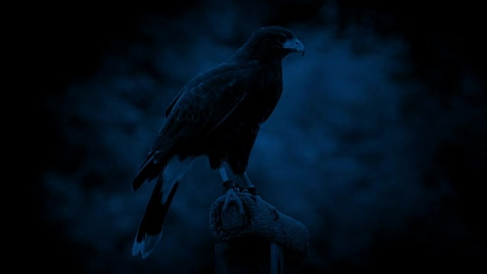 鹰在夜间飞离栖息处