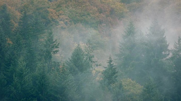 浓雾中的风景野生森林
