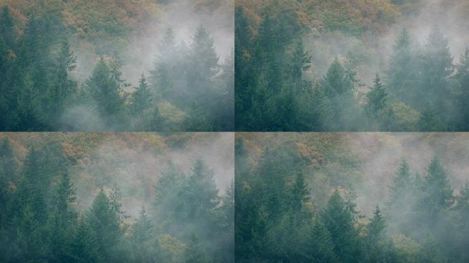 浓雾中的风景野生森林