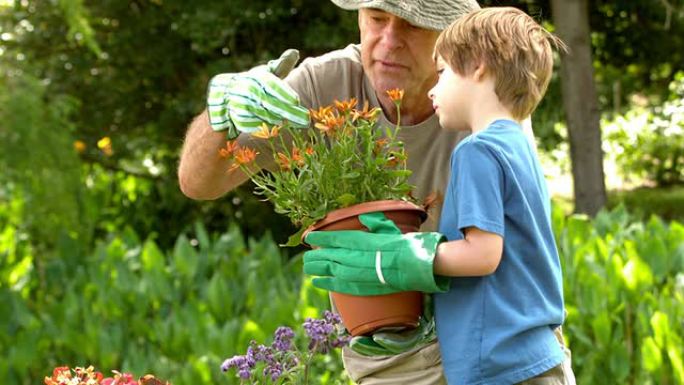 男子向孙子展示盆栽植物