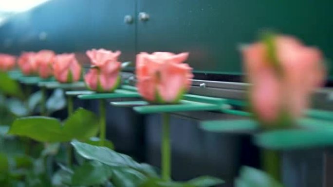 花工厂正在挑选粉红玫瑰。