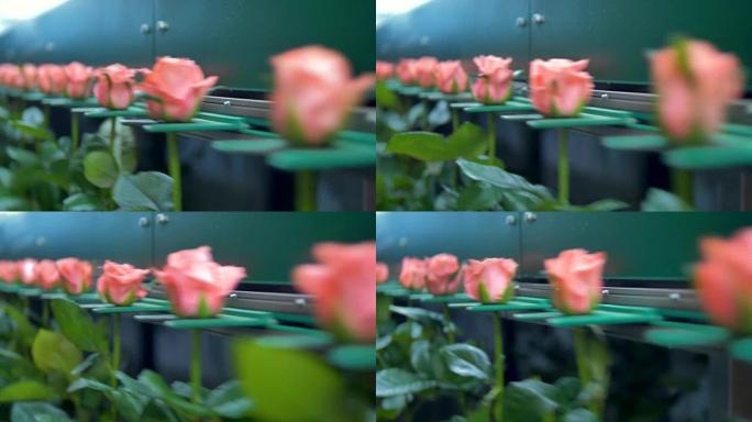 花工厂正在挑选粉红玫瑰。