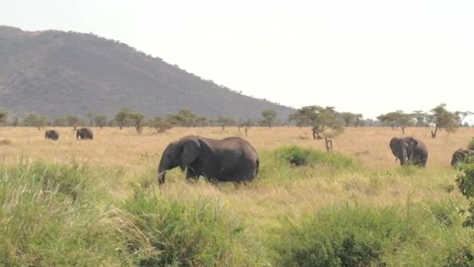 特写: 强大的大象走过郁郁葱葱的萨凡纳草原放松