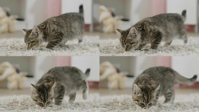 可爱的黑色条纹小猫嗅着地毯，四处走动。