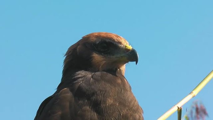 沼泽鹞马戏团野生动物保护生物生态飞翔飞鸟