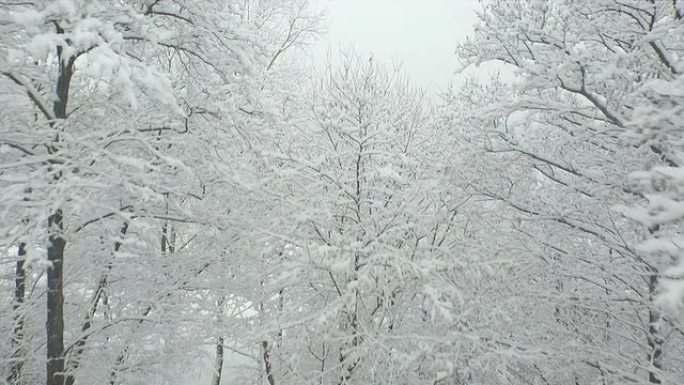 空中: 飞越白雪皑皑的树枝