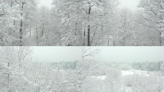 空中: 飞越白雪皑皑的树枝