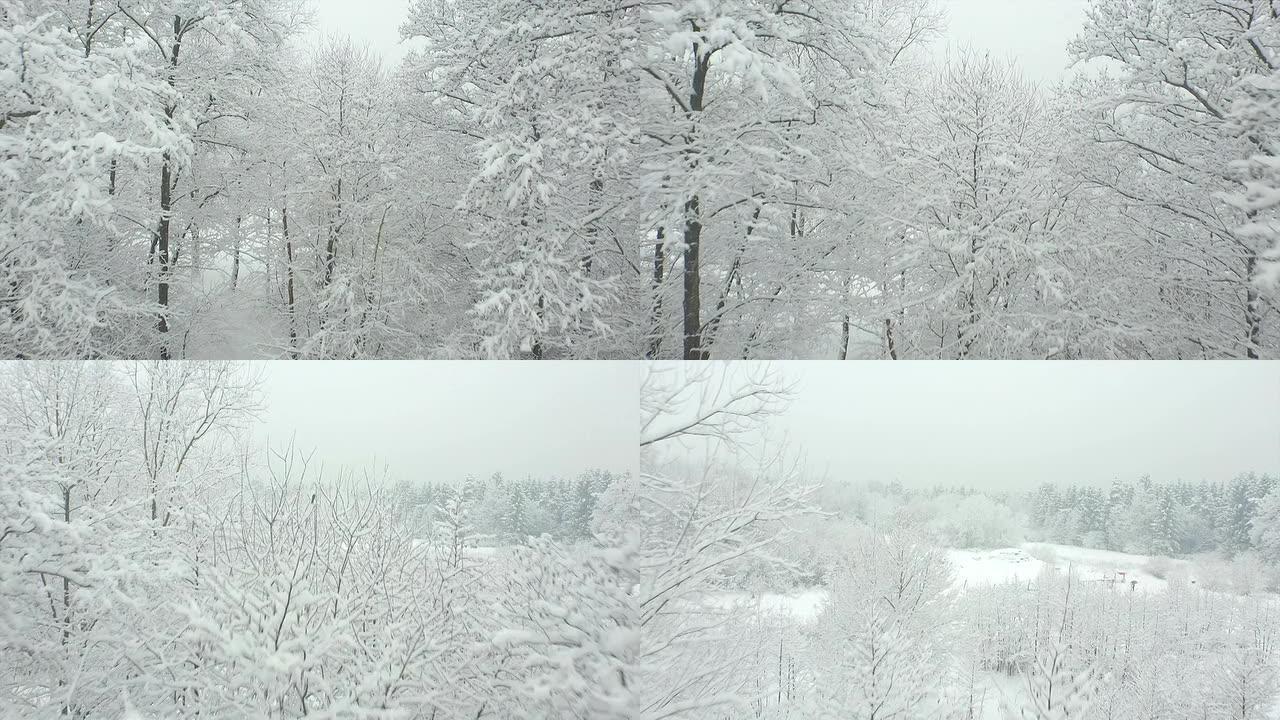 空中: 飞越白雪皑皑的树枝