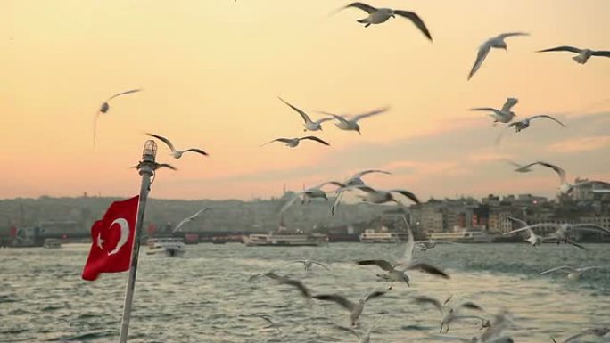 伊斯坦布尔伊斯坦布尔海鸥