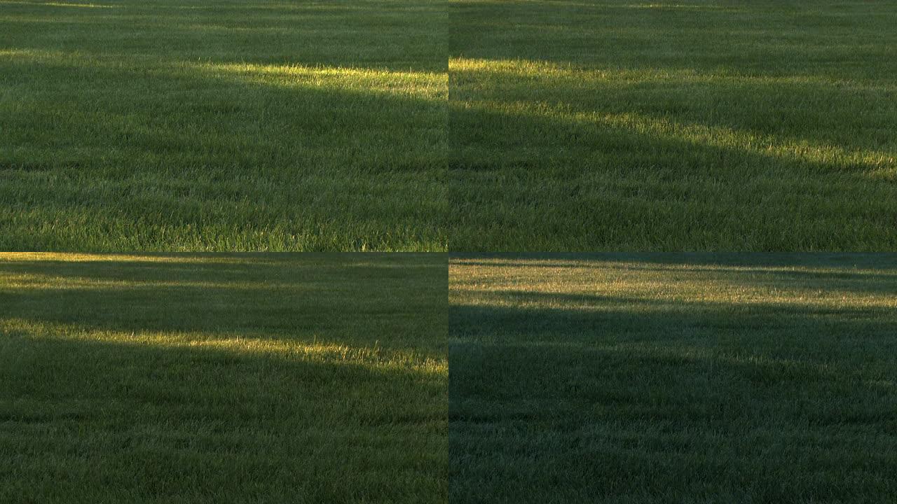草地上的阴影