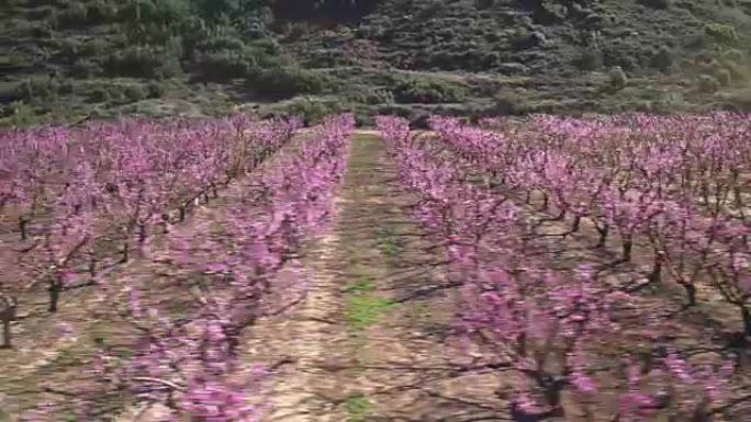 西班牙加泰罗尼亚春天花桃树的航拍视频