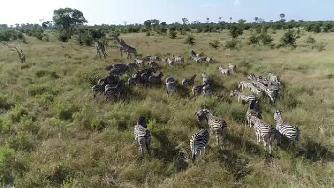 奥卡万戈三角洲草原斑马和长颈鹿的空中特写