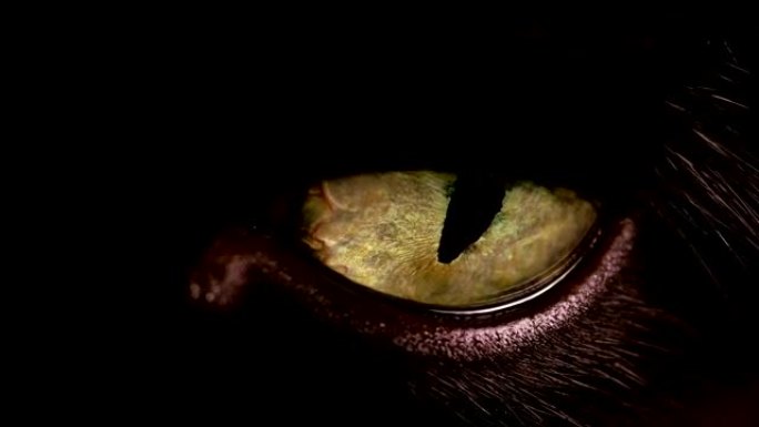 黄色/金色猫眼的宏观镜头。