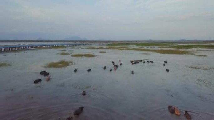 在泰国Phattalung的Thale Noi水禽保护区，水牛群在静水上奔跑的空中射击