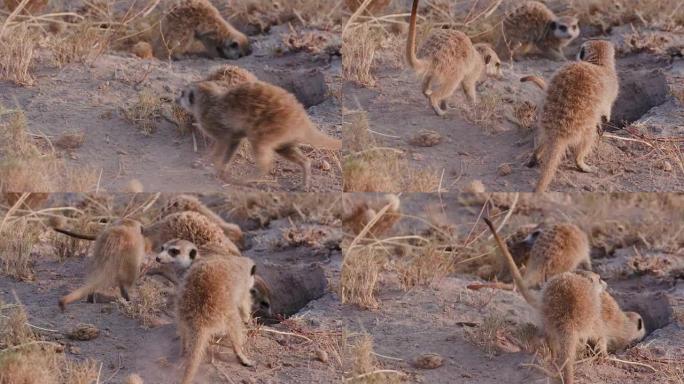 博茨瓦纳burrow的五只猫鼬清理入口