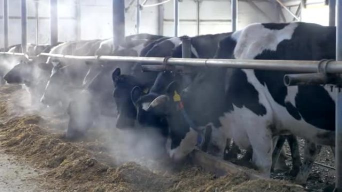 农场谷仓里的奶牛吃干草。室内奶牛农场