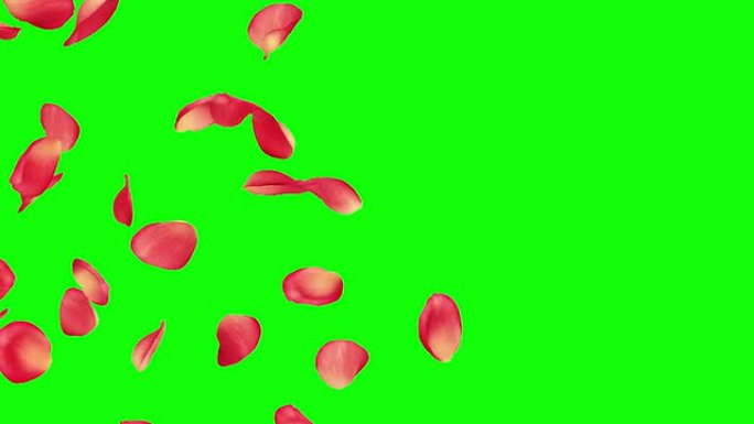 用美丽的玫瑰花瓣过渡。绿屏。循环。高清1080。