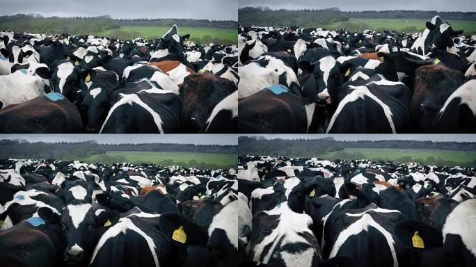 一大群母牛推挤和安装