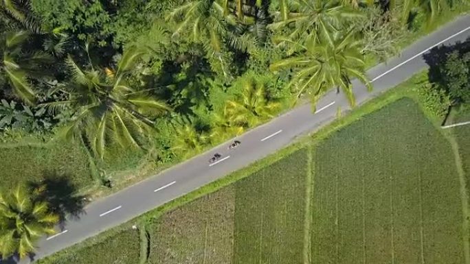空中: 踏板车上的人们驶过棕榈树丛林，经过稻田
