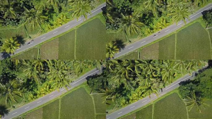 空中: 踏板车上的人们驶过棕榈树丛林，经过稻田