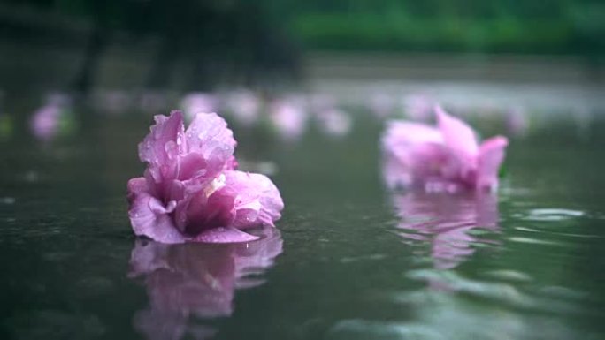 花在雨中落在地上