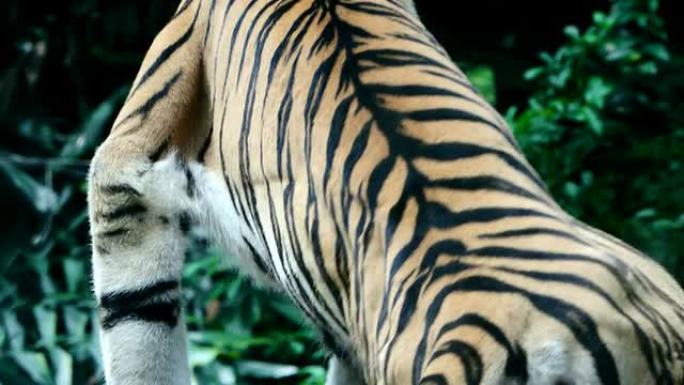 虎野生动物园世界生物多样东北虎白虎老虎