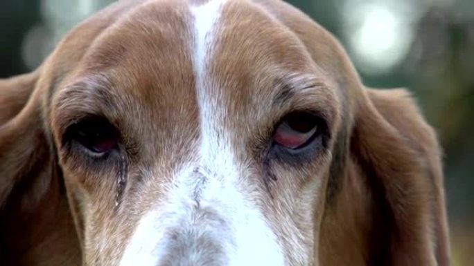 带悲伤眼睛的巴塞特猎犬的特写肖像