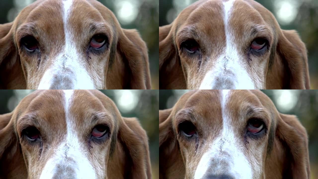 带悲伤眼睛的巴塞特猎犬的特写肖像