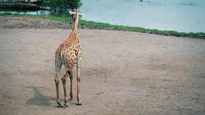长颈鹿清洁自己并在野生动物园散步