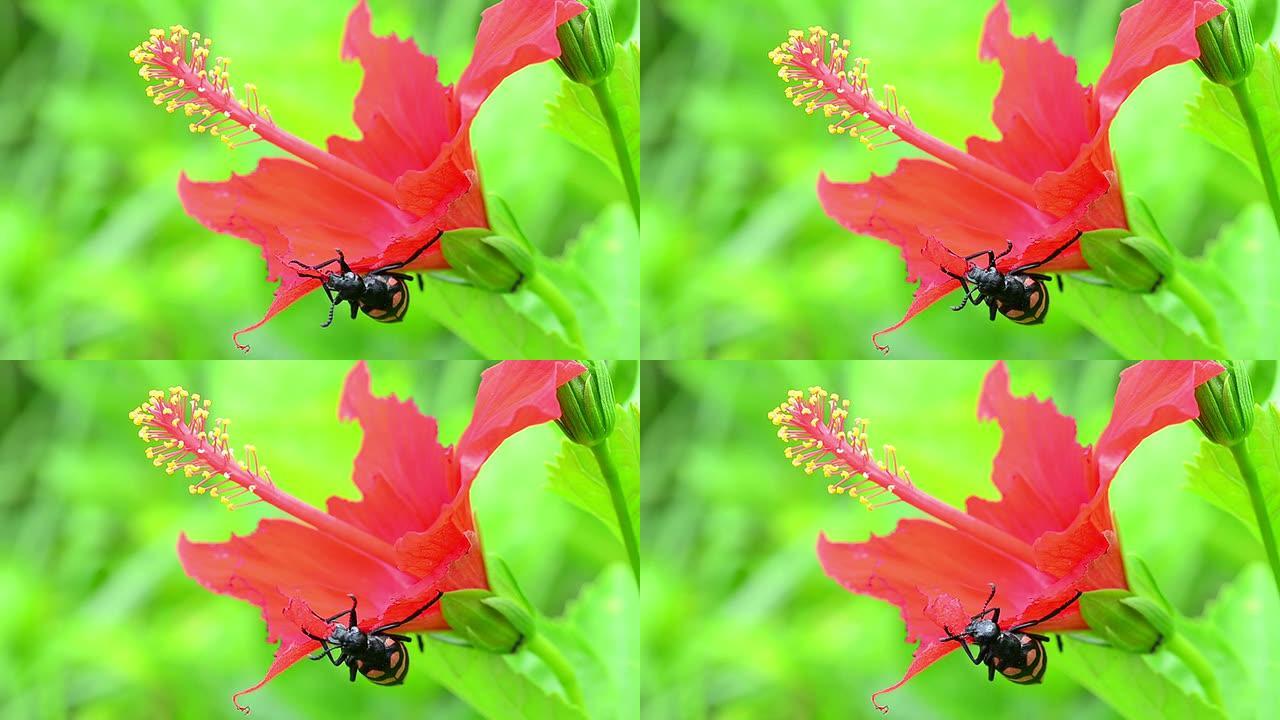 甲虫吃红花甲虫吃红花