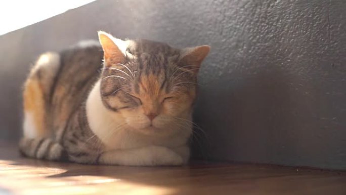 日光浴睡猫