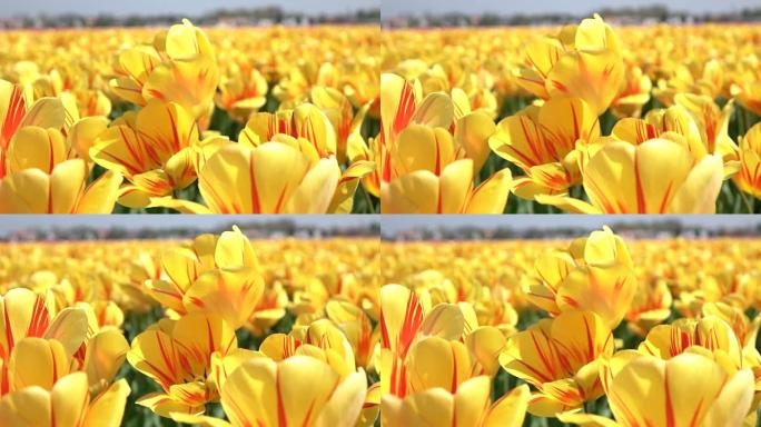 特写: 可爱的黄色和红色盛开的郁金香在柔和的春风中摇摆