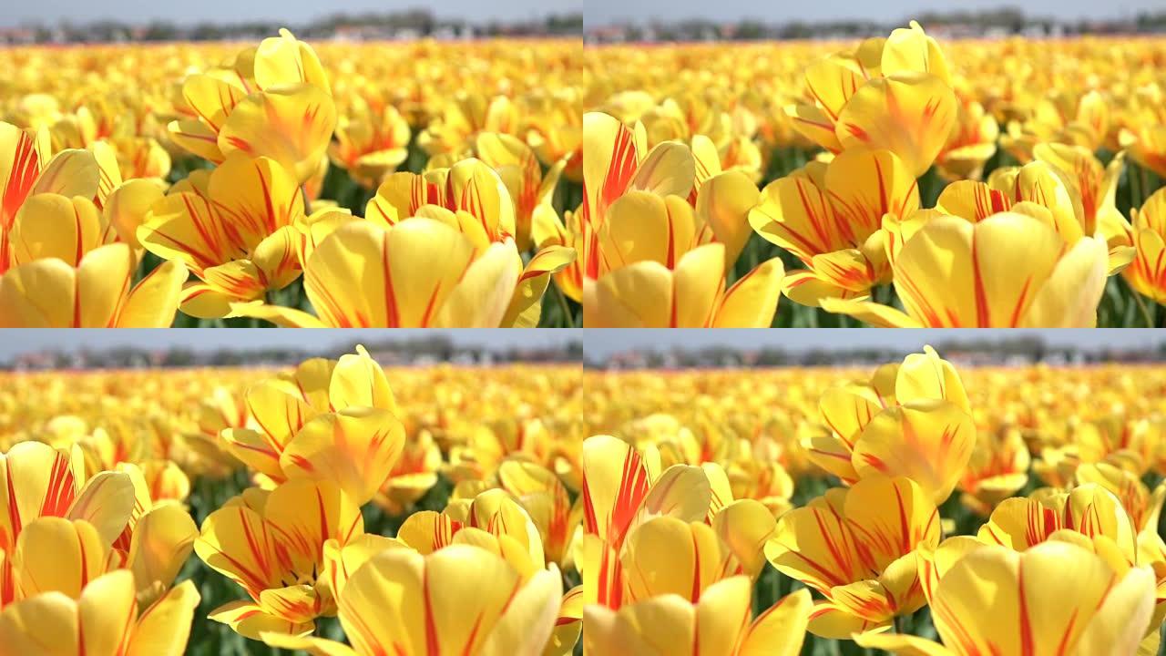 特写: 可爱的黄色和红色盛开的郁金香在柔和的春风中摇摆