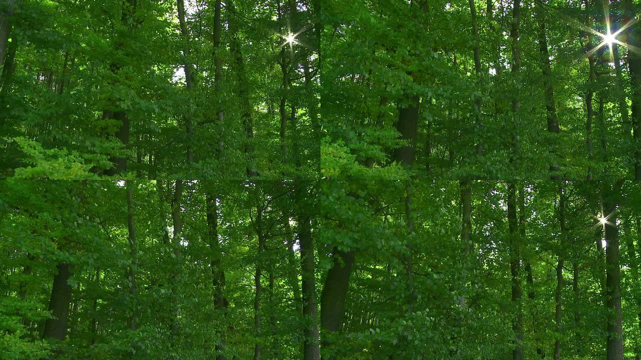 阳光追踪镜头中的POV森林