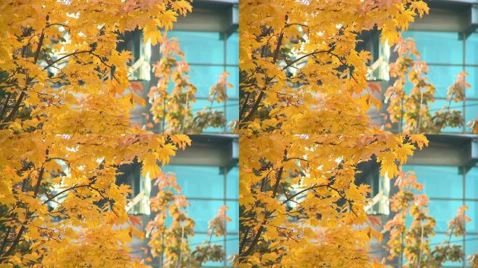 高清: 枫树秋天到了枫叶黄叶枯叶叶子黄落