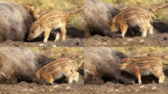 水上野猪视频播放网站_水上野猪视频播放网站下载