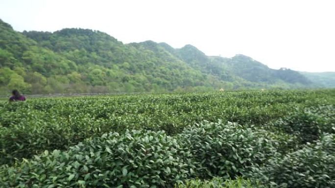 白天田间的中国绿茶。实时。