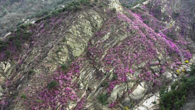 青岛大珠山万亩杜鹃花海