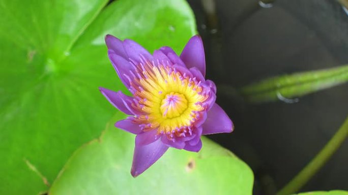紫罗兰莲花