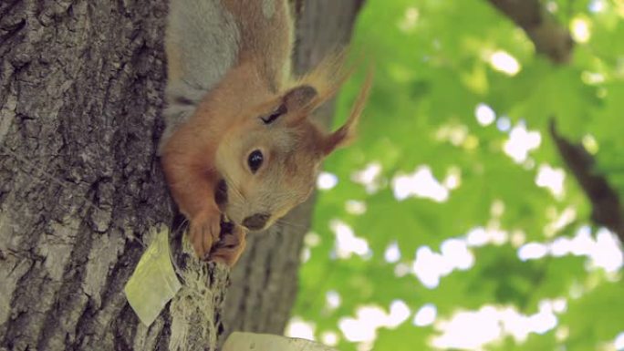 可爱的松鼠在爬树吃坚果